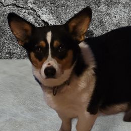 Ashley - Pembroke Welsh Corgi