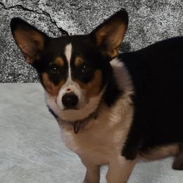 Ashley - Pembroke Welsh Corgi