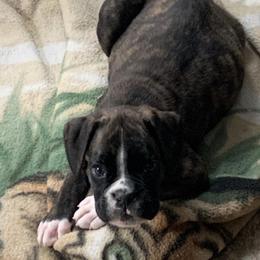 Boxer Puppies from Von Royal Dell'Infinite Deutscher