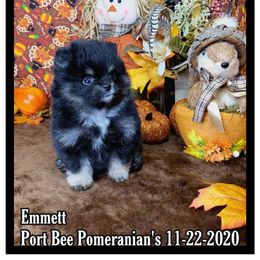 Pomeranian Puppies from Port Bee Pomeranian’s