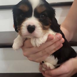 Zuma - Tri-color male Cavalier King Charles Spaniel puppy in Stockdale, Texas from Great Oaks Farm Cavaliers