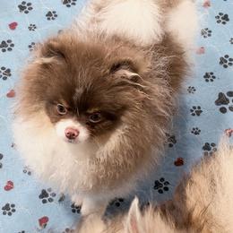 Oliver - Chocolate and tan parti male Pomeranian puppy in Coleman, Oklahoma from Pretty Poms
