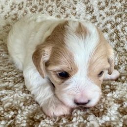 Boy 1 - White male Maltipoo puppy in Silver Springs, Florida from Puppy Love Palace at HB Farm