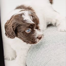 Rainey - Brown and white male Cockapoo puppy in Montana from Parti Puppies