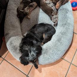 Dachshund Puppies from TS Performance Horses & Dachshunds