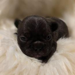 (F1) Currency - Brindle and white female French Bulldog puppy in Springfield, Missouri from #1 Frenchies aka Nokie's Bullies