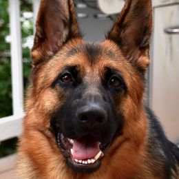 Candy - German Shepherd