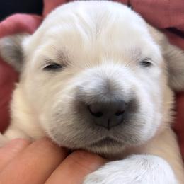 Girl 1 - Light golden female Golden Retriever puppy in Manti, Utah from Arrowhead Kennels