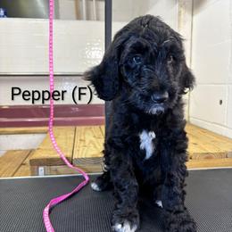 Pepper - Black female Goldendoodle puppy in Water Valley, Mississippi from Olympian Doodles