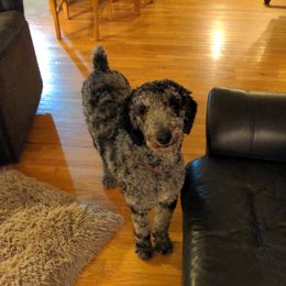 Charlie - Goldendoodle