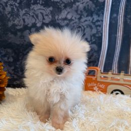 Zinnia - Cream parti female Pomeranian puppy in Success, Missouri from Sweet Success
