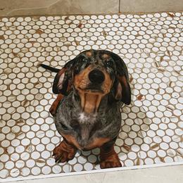 Dachshund All Grown Up from CasadeWeens