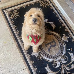 Goldendoodle Puppies from RKay K9s