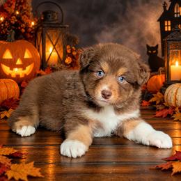 Bruno - Red tri-color male Australian Shepherd puppy in Fultonville, New York from Sandy Aussies, Mini Dachshunds & Pomeranians