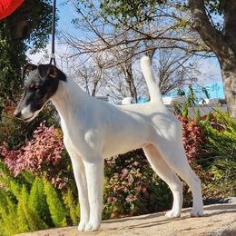 Australian Cattle Dogs and Smooth Fox Terriers from Palomar Kennels