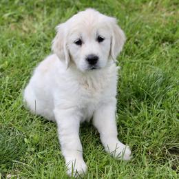 Dachshund and Golden Retriever Puppies from Mount Calm Golden Retrievers