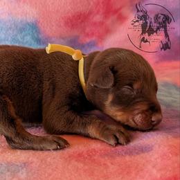 Male 1 - Yellow Collar - Red and rust male Doberman Pinscher puppy in Spencer, Indiana from Jackson's Dobermans