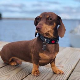Copper - Dachshund