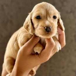 Brooks - Cream male Dachshund puppy in Goodyear, Arizona from D&C Royal Dachshunds LLC