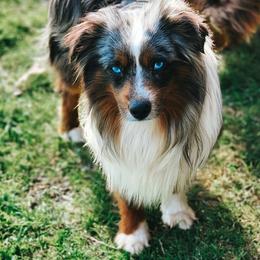 OLIVER - Toy Australian Shepherd