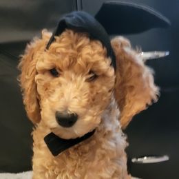 Poodle Puppies from Simply Standard Poodles