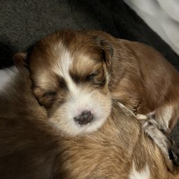 Havanese Puppies from Hoodview Havanese