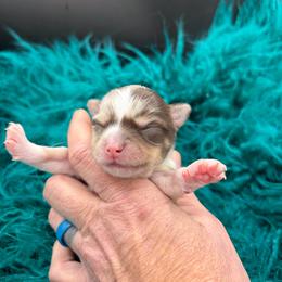 Hannibal - Merle male Chihuahua puppy in Franklin, North Carolina from A&J Cutie Pawtooties