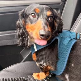 Otto - Dapple male Dachshund puppy in Arcadia, California from Cruz Industries - Dachshund Company & French Bulldog Company