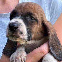 Male 3 - Mahogany and white male Basset Hound puppy in Lindley, New York from Hill Top Basset Hounds & Cane Corso