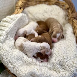 Goldendoodle puppies from Farmland Doodles