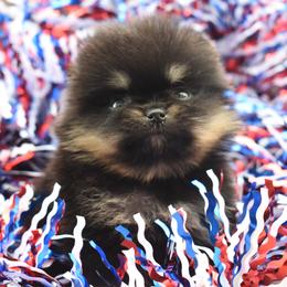 Black and tan girl - Black and tan female Pomeranian puppy in Westminster, Colorado from VanityPom’s