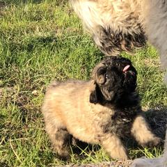 Bouvier des Flandres Puppies from Seasons of Joy Farm and Ranch