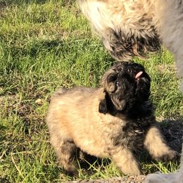 Bouvier des Flandres Puppies from Seasons of Joy Farm and Ranch