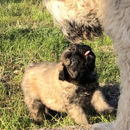 Bouvier des Flandres Puppies from Seasons of Joy Farm and Ranch