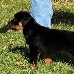 Boy 1 - Black and mahogany Rottweiler puppy in Brown City, Michigan from Kaiser Haus Rottweilers