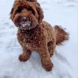 Harley - Australian Labradoodle