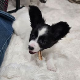Faith - White and black female Papillon puppy in Hollister, Missouri from Swan Creek Kennel