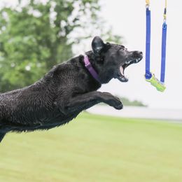 Dilute Retrievers and Labrador Retrievers from Best Kept Labs, Air Dogs & Training, LLC