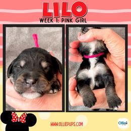 Lilo (Pink) - female Golden Mountain Doodle puppy in Boiling Springs, South Carolina from OlliePups, LLC
