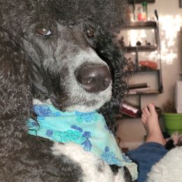 Poodles from Lithony Poodles