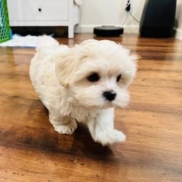 Maltipoo Puppies from Maine's Maltipoos