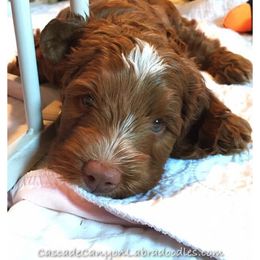 Australian Labradoodle Puppies from Cascade Canyon Labradoodles