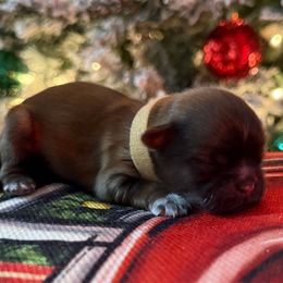 AKC Biscuit - Sable male Shih Tzu puppy in Paintsville, Kentucky from Molly B's ShihTzus