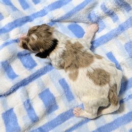 Neapolitan - Brown and white male Bernedoodle puppy in Sparta, Missouri from Sis' Doodles & Poodles