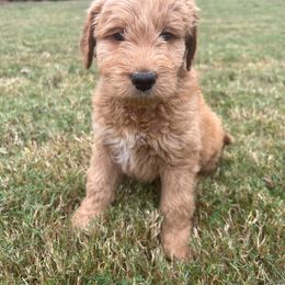 Royal - Apricot male Goldendoodle puppy in Winston, Georgia from Grandview Goldendoodles