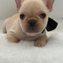 Gunner - Cream male French Bulldog puppy in Largo, Florida from Big Daddy Frenchies