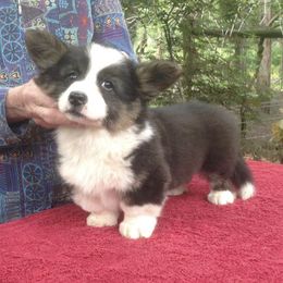 Cardigan Welsh Corgis and Tibetan Spaniels from Pecan Valley