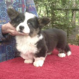 Cardigan Welsh Corgis and Tibetan Spaniels from Pecan Valley