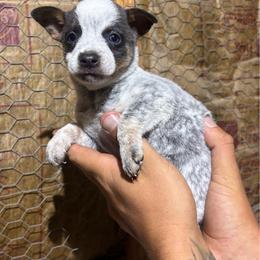 Lete - Blue female Australian Cattle Dog puppy in Timpson, Texas from Double S Kennel