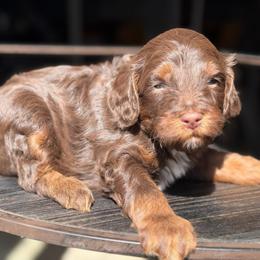 Cedar - Chocolate male Labradoodle puppy in Murray, Utah from Swann's Kennels